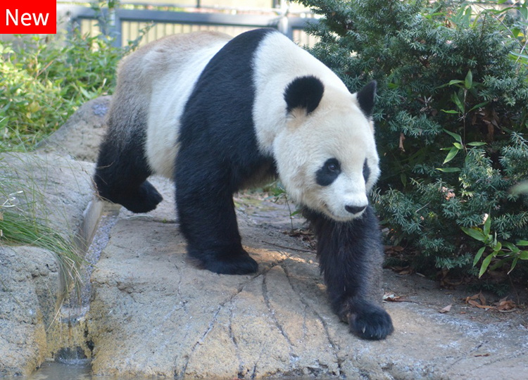 恩賜上野動物園 整理券予約サービス